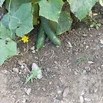 Lotus Flower לינה וארוחת בוקר Sant'Olcese