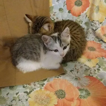 Lotus Flower Panzió Sant'Olcese