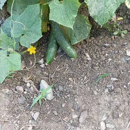 Lotus Flower Bed & Breakfast Sant'Olcese