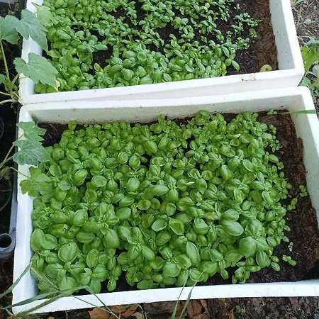 Lotus Flower Panzió