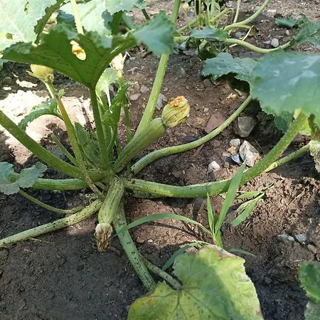 Lotus Flower Panzió Sant'Olcese