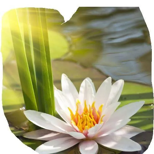 Lotus Flower Sant'Olcese