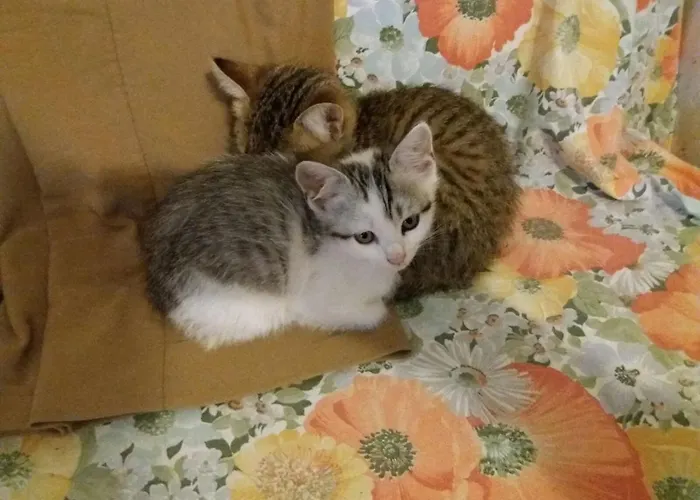 Lotus Flower Bed and breakfast Sant'Olcese