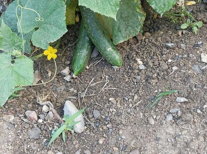 Lotus Flower Bed & Breakfast Sant'Olcese