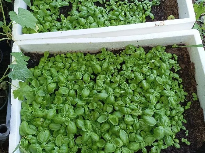 Lotus Flower Bed & Breakfast