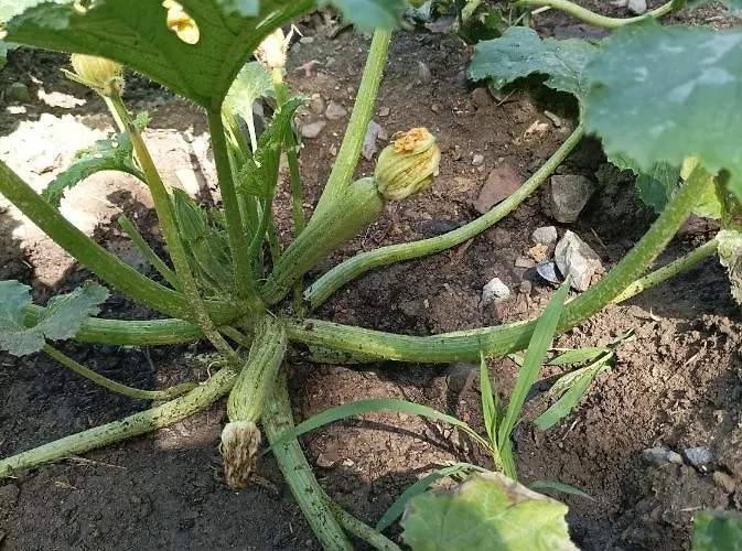 Lotus Flower Bed & Breakfast Sant'Olcese